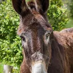 Farm stay Quinta Da Foz *