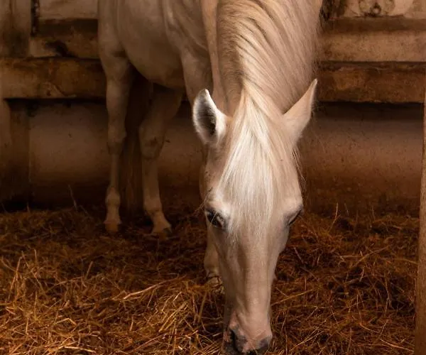 Bauernhof Quinta Da Foz Foz do Arelho