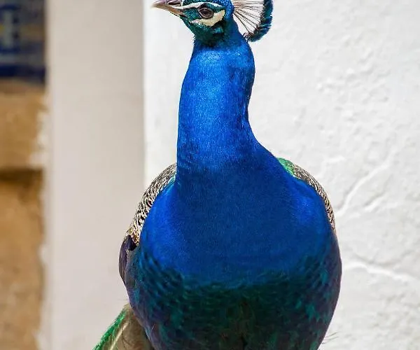 Quinta Da Foz Foz do Arelho