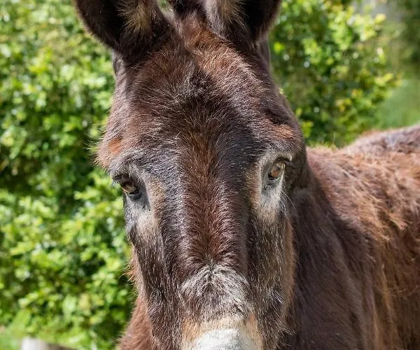 Bauernhof Quinta Da Foz *