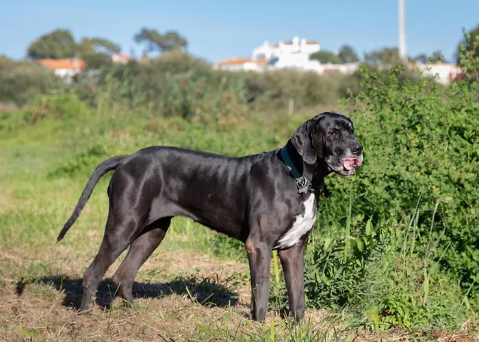 Bauernhof Quinta Da Foz Foz do Arelho