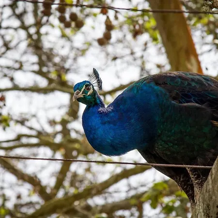 Farmház Quinta Da Foz Foz do Arelho