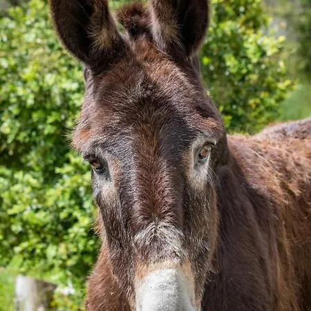 Κατάλυμα σε φάρμα Quinta Da Foz *