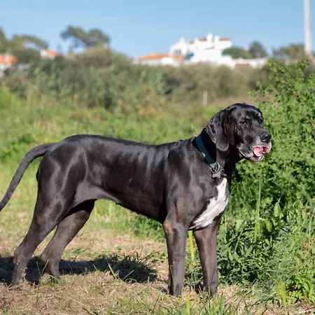 Κατάλυμα σε φάρμα Quinta Da Foz Foz do Arelho