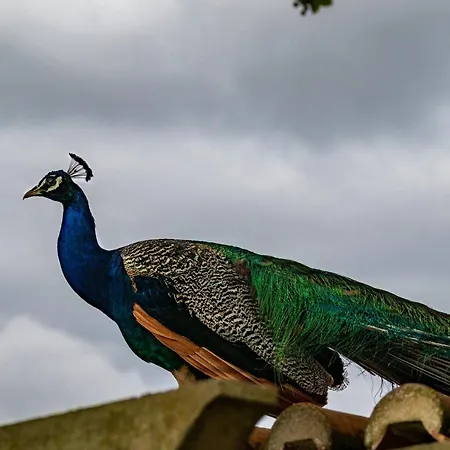 Quinta Da Foz Farmház Foz do Arelho