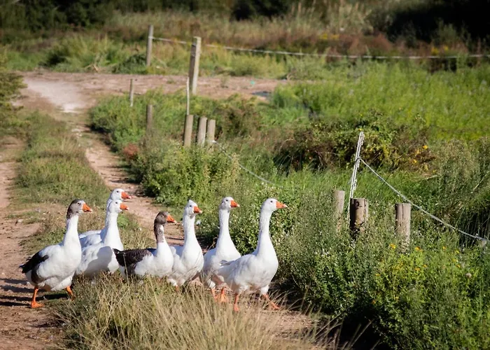 Quinta Da Foz * Foz do Arelho
