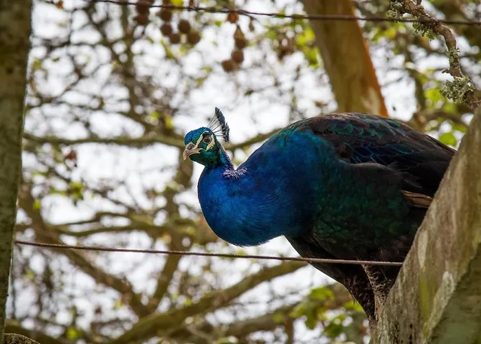 Farm stay Quinta Da Foz Foz do Arelho